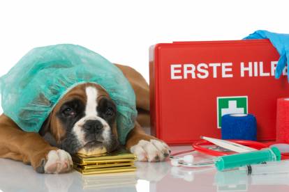 Un Boxer allongé à côté d'une trousse de premier secours
