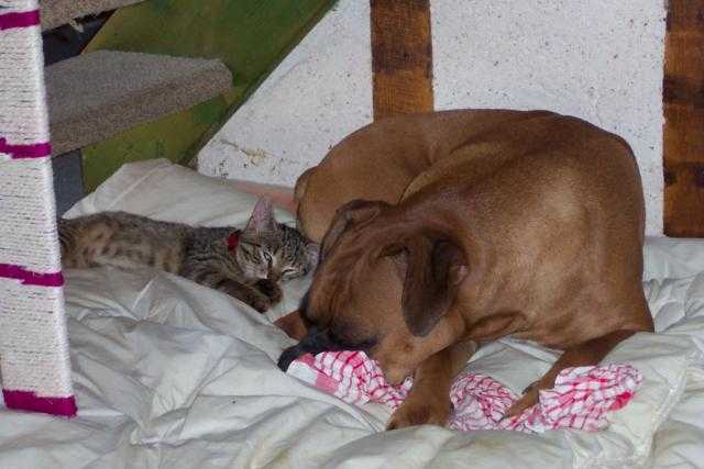 Boxer Solene - Boxer