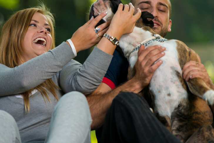 Un Boxer dans les bras d'un couple