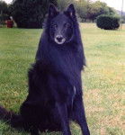 Dracula - Groenendael Mâle (2 ans)