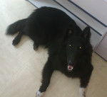 Gajeel des Perles Noires - Groenendael Mâle (9 mois)