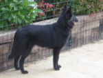 Kisa Star - Groenendael (2 ans)