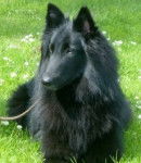 Devil - Groenendael Mâle