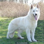 niria - Groenendael (1 an)