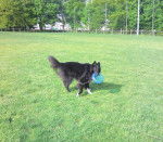 Gajeel des perles noires - Groenendael Mâle (1 an)