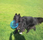 Gajeel des perles noires - Groenendael Mâle (1 an)