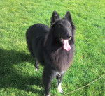 Gajeel des perles noires - Groenendael Mâle (1 an)