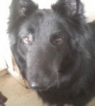 Viusky - Groenendael Mâle (10 ans)