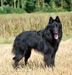 Damon - Groenendael Mâle (5 ans)