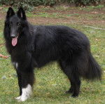 Gajeel des Perles Noires - Groenendael Mâle (4 ans)