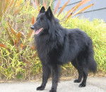 Vigor de Condivicnum - Etalon recommandé - Groenendael