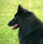 Anakin des Légendes Lorraines - Groenendael