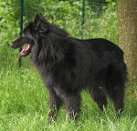 Anakin des Légendes Lorraines - Groenendael