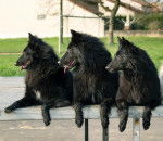 Groupe de Bergers Belges Groenendael - Groenendael