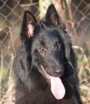 Chelsea des Légendes Lorraines - Groenendael