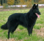 Caractère Précieux des Pistes Noires, dite Kiara - Groenendael