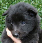 Gajeel des Perles Noires - Groenendael Mâle (1 mois)