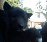 Gajeel des Perles Noires - Groenendael Mâle (1 mois)