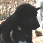 Gajeel des Perles Noires - Groenendael Mâle (2 mois)