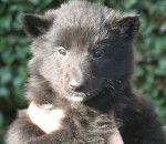 Gajeel des Perles Noires - Groenendael Mâle (2 mois)