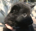 Gajeel des Perles Noires - Groenendael Mâle (2 mois)