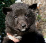 Gajeel des Perles Noires - Groenendael Mâle (2 mois)