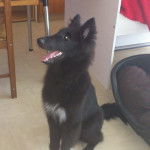 Gajeel des Perles Noires - Groenendael Mâle (6 mois)