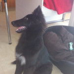 Gajeel des Perles Noires - Groenendael Mâle (6 mois)