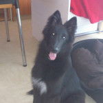 Gajeel des Perles Noires - Groenendael Mâle (6 mois)