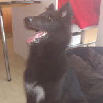 Gajeel des Perles Noires - Groenendael Mâle (6 mois)