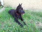 Isie chiot - Groenendael Femelle (2 mois)