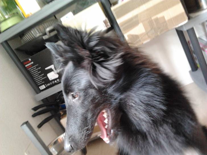 Gajeel des Perles Noires - Groenendael Mâle (7 mois)