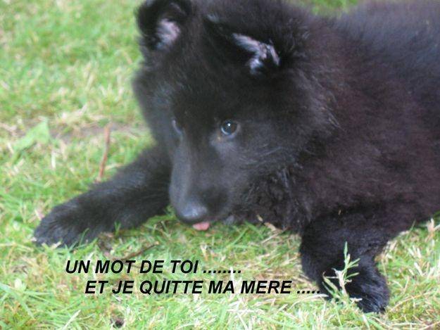 Tango - Groenendael Mâle (1 mois)