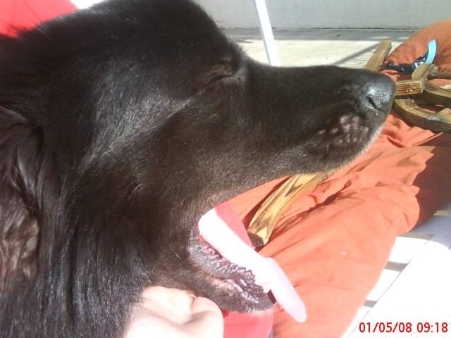 kyo - Groenendael Mâle (5 ans)