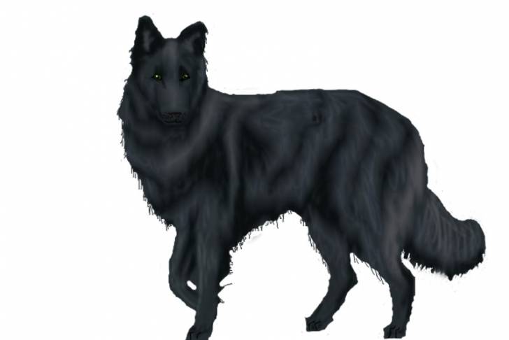 Hallo - Groenendael Femelle (1 an)