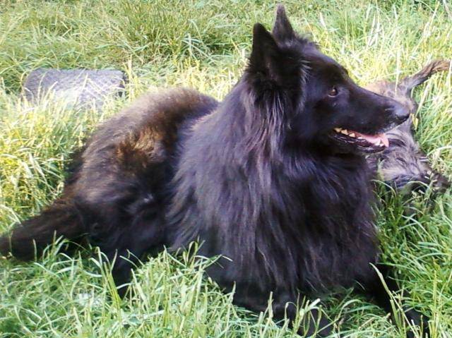 Berger Belge (groenendael) Bonhomme - Groenendael