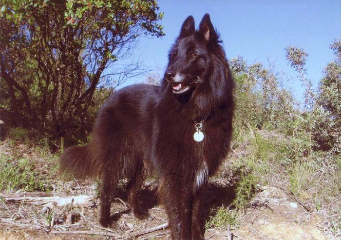 Urga du Bois Garrot - Groenendael