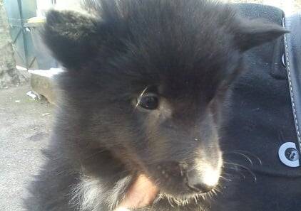 Gajeel des Perles Noires - Groenendael Mâle (1 mois)