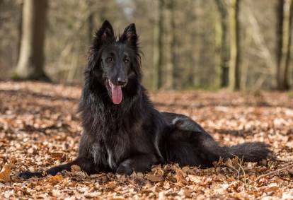 Un Groenendael allongé sur des feuilles dans la forêt
