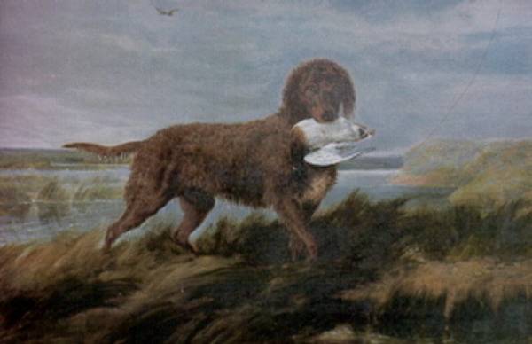 Le Tweed Water Spaniel