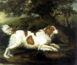 Photo Épagneul d'Eau Anglais