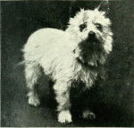 Photo Paisley Terrier