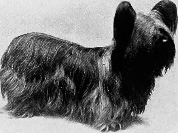 Photo Paisley Terrier