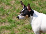 Photo Rat Terrier