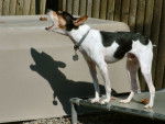 Photo Rat Terrier