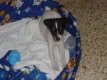 Photo Rat Terrier