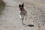 Un Rat Terrier en train de courir sur un sentier