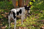 Photo Rat Terrier