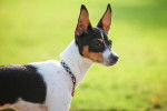 Un Rat Terrier tricolore dans le jardin
