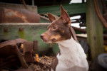 Un Rat Terrier marron